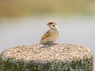 石にとまるスズメ,