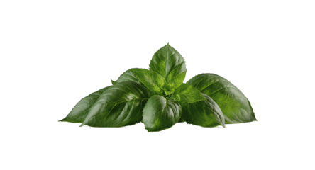 Fresh Green Herb Leaves on Light Background