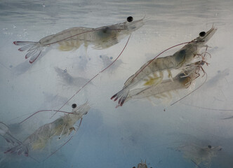 Shrimp is swimming, fresh shrimp