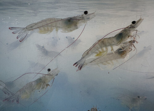 Shrimp is swimming, fresh shrimp