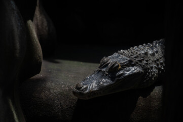 crocodile closeup eye, Alligator, Dangerous animal