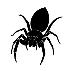 Black silhouette drawing of a spider, vector illustration, white background