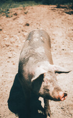 Close-up portrait of a pig in a rustic village setting, showing its snout, eyes, and textured skin, natural light, farm background, rural life, authentic and charming animal photography © Anastasia