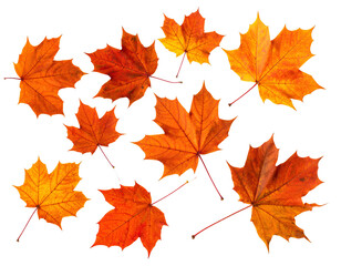 Obraz premium Autumn Orange Leaves Background Fall Leaves Vector Pattern.