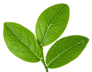  Blueberry Green Leaves PNG | Botanical Clipart Isolated on White Background.