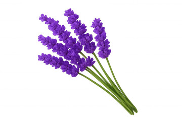 Obraz premium Lavender flower bouquet representing aromatherapy, wellness, cosmetic ingredients, and natural beauty on transparent background