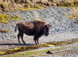 Yellowstone National Park