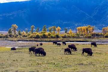 Yellowstone National Park