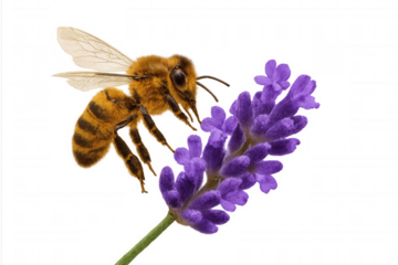 Honey bee approaching a lavender flower, pollinating and collecting nectar, isolated on transparent background