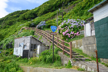 満開の紫陽花と階段国道