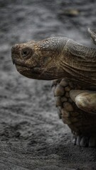A profile close-up of a Sulcata tortoise with wrinkled brown skin and an alert gaze, moving slowly over a blurred gray ground surface.