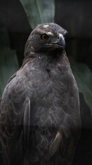 Obraz premium A dark eagle with brownish-black plumage and intense orange-yellow eyes, looking sideways from its perch in a dimly lit forest environment.