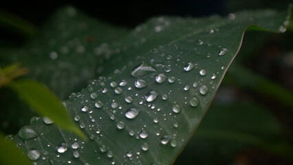 Close up of drops on green leaf, after rainy