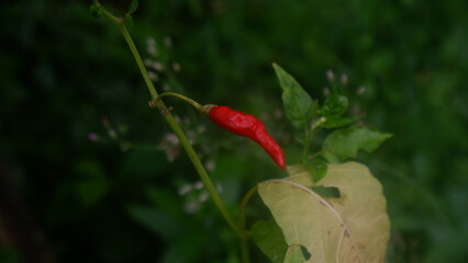 Close up of a red chili on its tree
