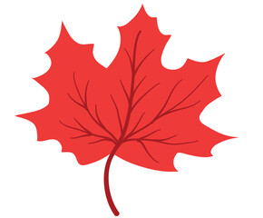 A vibrant red maple leaf, a classic symbol of autumn and canada, isolated on a clean white background, perfect for seasonal designs and educational materials