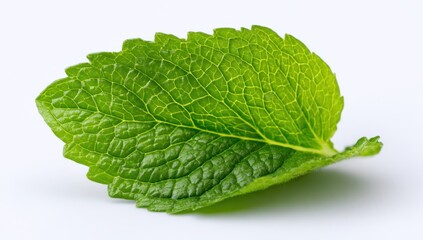 Obraz premium A vibrant green leaf displays intricate vein patterns and serrated edges, set against a clean .