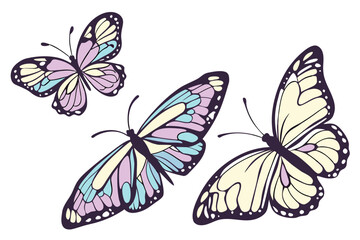 butterfly on white background