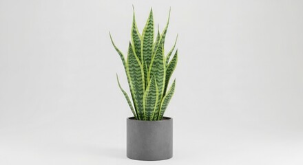Snake plant indoor plant houseplant potted plant sansevieria trifasciata home decor plant care easy plant