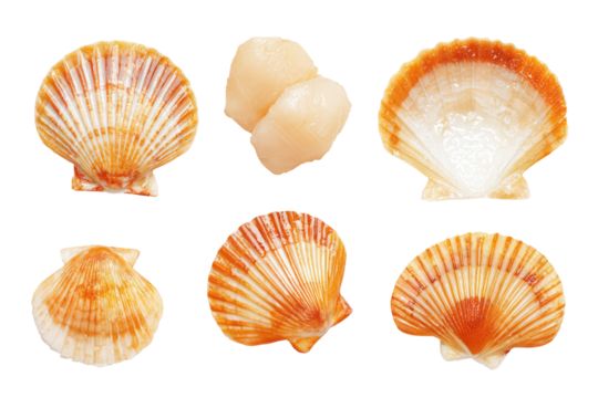 Six scallop shells, various views