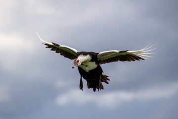 Waddling through the day, one splash at a time