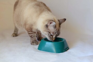 Domestic Cat Eating Food From Bowl. Siamese cat mix. Lynx point.