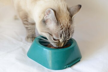 Domestic Cat Eating Food From Greem Bowl. Siamese cat mix. Lynx point,