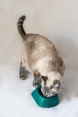 Domestic Cat Eating Food From Greem Bowl. Siamese cat mix. Lynx point,