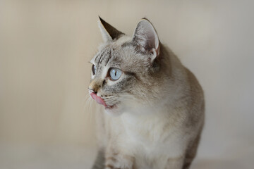 Siamese cat mix. Lynx point. Cat licks its nose,