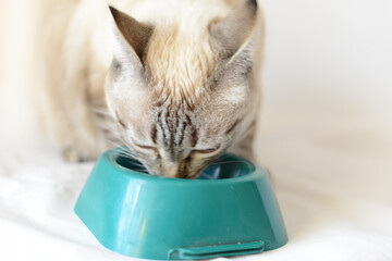 Domestic Cat Eating Food From Greem Bowl. Siamese cat mix. Lynx point