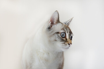 Domestic Cat rest and looks away. Siamese cat mix. Lynx point