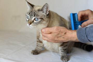 The owner brushes a domestic cat. Domestic Cat rest and looks away. Siamese cat mix. Lynx point.