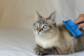 The owner brushes a domestic cat. Domestic Cat rest and looks away. Siamese cat mix. Lynx point.