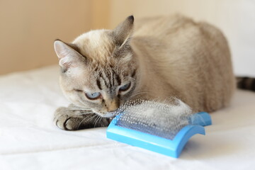 The owner brushes a domestic cat. Domestic Cat rest and looks away. Siamese cat mix. Lynx point.