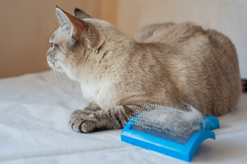 The owner brushes a domestic cat. Domestic Cat rest and looks away. Siamese cat mix. Lynx point.
