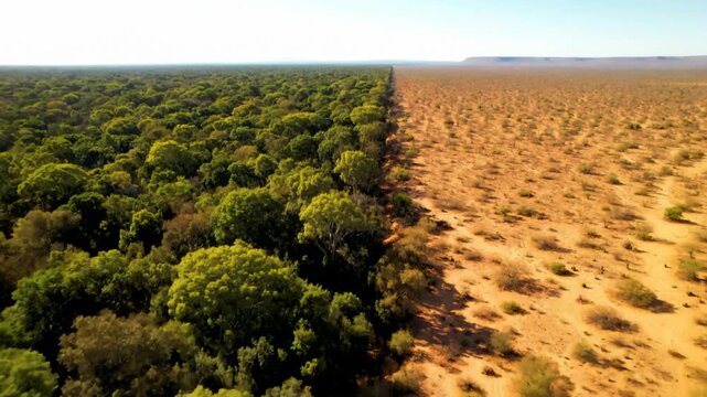Environmental divide: green forest meets dry, barren desert landscape.