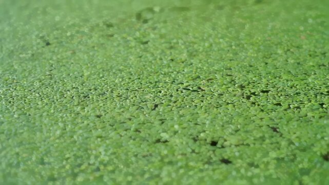 Lush green duckweed plants densely blanket calm water.