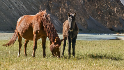Two horses grazing in Ladakh’s lush meadows with rugged mountains and a serene stream in the background, captured September 2025. Perfect for nature, wildlife, and adventure themes.