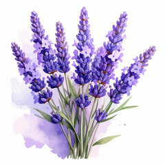 Naklejka premium Watercolor Painting of a Bunch of Lavender Flowers.