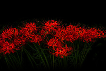 美しい彼岸花の華の景色