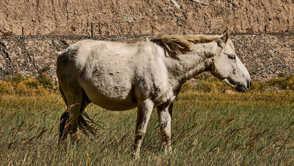 Stunning white horse grazing in Ladakh’s vast grasslands, with snow-capped mountains in the background, captured in September 2025. Perfect for nature and wildlife themes.