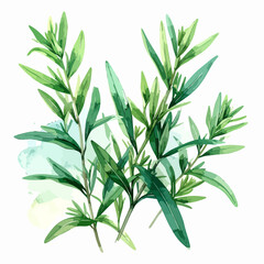 Fototapeta premium Watercolor painting of fresh green thyme herb sprigs.