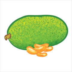 Jackfruit Hand Drawing Vector Illustration