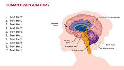 Fototapeta premium human brain, medical studies, medical students, brain anatomy, women, 