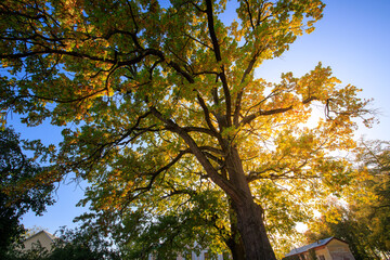 Large tree with many leaves is in the foreground of a blue sky