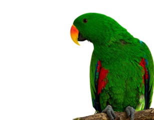 Tropical Eclectus Parrot with Jungle Leaves PNG