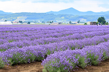 Lavender Fields in Full Bloom in Furano, Hokkaido, Japan