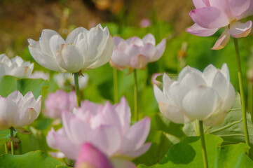 夏の陽射しに咲く淡いピンクの蓮の花