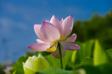 青空に映える淡いピンクの蓮の花