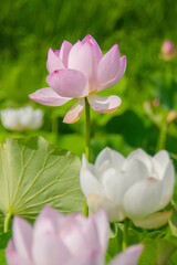 夏の陽射しに咲く淡いピンクの蓮の花、縦構図