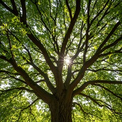 Fototapeta premium Looking Up Through Tree Canopy with Sunlight Bursting Through Branches